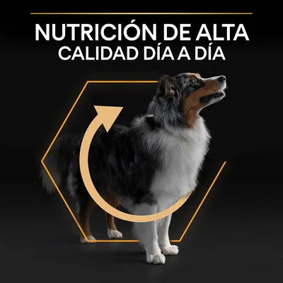 Texto: Nutrición de alta calidad día a día. Perro adulto de pelaje largo sobre fondo negro, con gráfico de flecha circular y hexágono naranja alrededor.