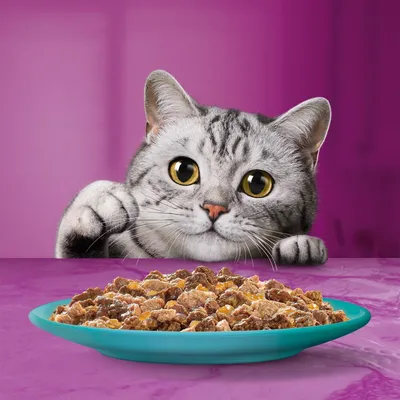 Grey tabby cat looking at a plate of wet food chunks on a turquoise dish, suggesting product use for feeding pets.