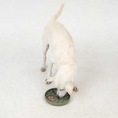 Hund frisst aus einem grünen Anti-Schling-Napf mit mehreren Vertiefungen, gefüllt mit Futter.