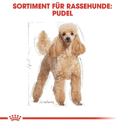 Sortiment für Rassehunde: Pudel. Illustration eines Pudels mit detaillierter Zeichnung.