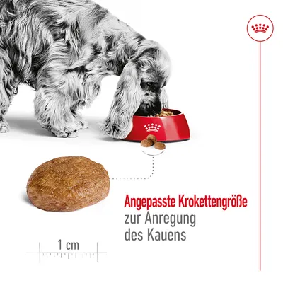 Angepasste Krokettengrösse zur Anregung des Kauens. Abbildung einer Krokette mit Massangabe von 1 cm und Hund, der aus rotem Napf frisst.