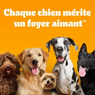 Texte : Chaque chien mérite un foyer aimant. Cinq chiens de races différentes sur fond orange.