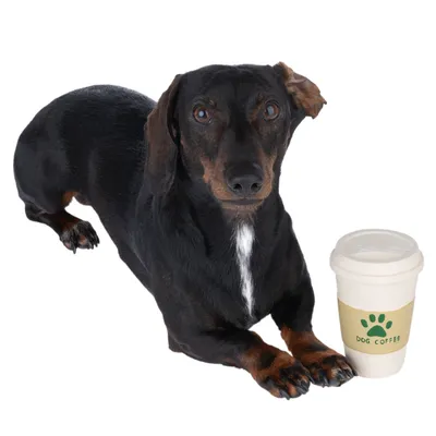 Czarny jamnik obok kubka z napisem 'Dog Coffee' i zielonym odciskiem łapy.