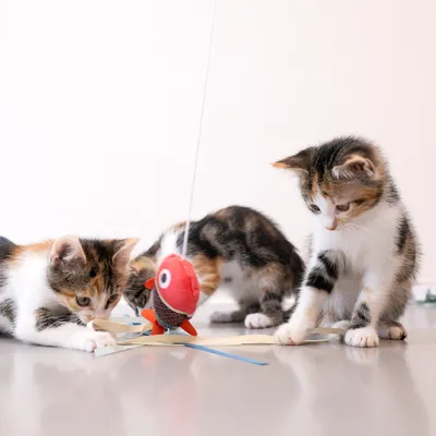 Dos gatitos juegan con un juguete de pez rojo atado a una cuerda en el suelo.