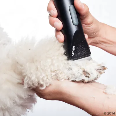 Tondeuse noire ARCO utilisée pour tondre la patte d’un chien à poils bouclés, main tenant la patte pendant la coupe.