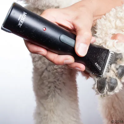 Tondeuse électrique MOSER ARCO en métal et plastique, utilisée sur la patte d’un chien à poil bouclé. Marque MOSER et modèle ARCO visibles sur l’appareil.