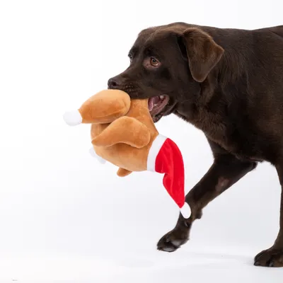 Brown dog playing with a plush toy shaped like a turkey wearing a Christmas hat.