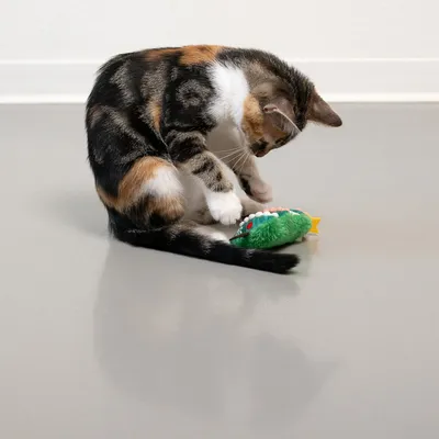Chat tigré et blanc jouant avec un jouet en tissu vert en forme de poisson sur le sol. Le jouet présente des détails colorés visibles.
