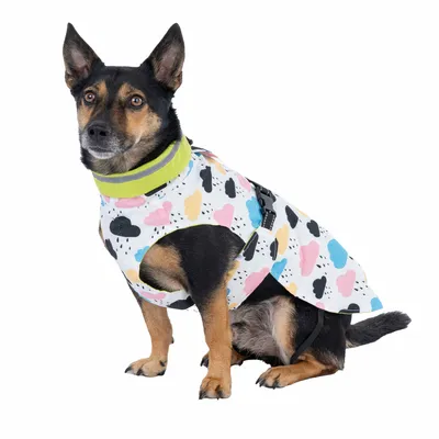 Petit chien portant un manteau blanc à motifs nuages colorés et col jaune fluo, attache noire visible sur le côté.