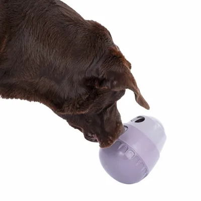 Brun hund interagerar med en lila leksak med hål för godisbitar.