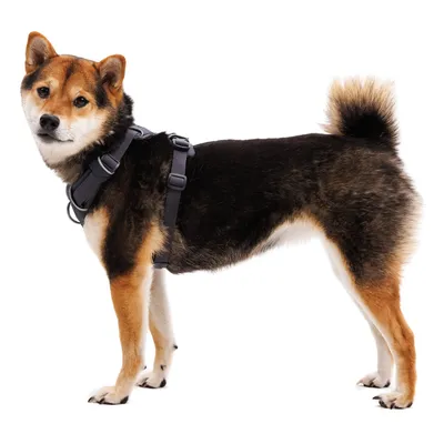Dog harness in black with adjustable straps and buckles, worn by a medium-sized dog. Side view of the harness.
