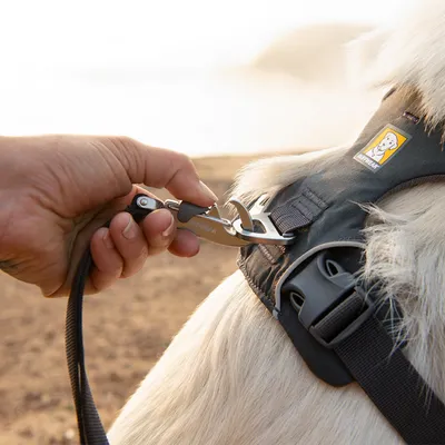 Hand attaches a lead with metal clip to a black dog harness with Ruffwear logo.