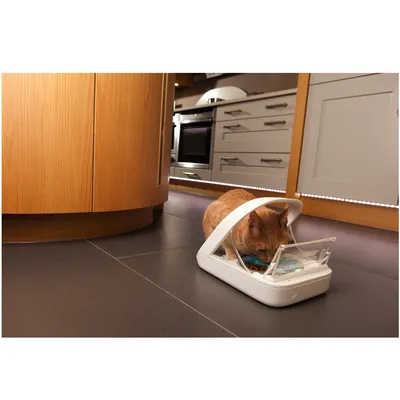 Kat eet uit een automatische voerbak met transparant deksel in een keukenomgeving. Voerbak is wit van kleur, kat is oranje.