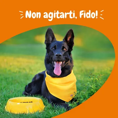 Cane nero con bandana gialla sdraiato accanto a una ciotola gialla sul prato. Testo in alto: Non agitarti, Fido!