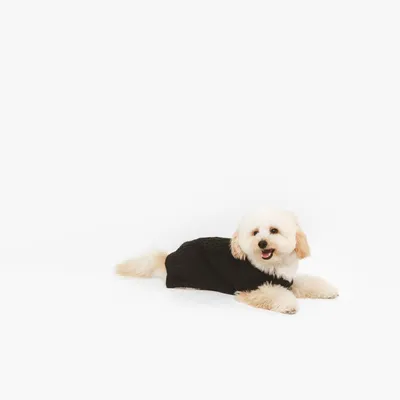 Petit chien blanc à poils longs portant un pull noir, allongé sur fond blanc. Le vêtement couvre le dos et les pattes avant du chien.