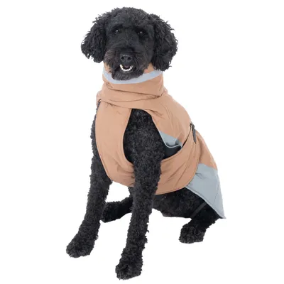 Chien à poil bouclé portant un manteau beige et gris avec col montant, fermeture éclair visible sur le côté. Manteau couvrant le dos et le cou du chien.