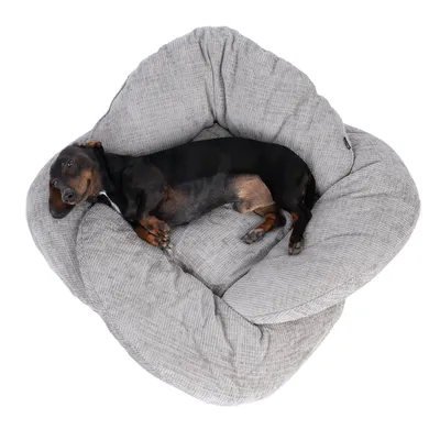 Petit chien noir et marron allongé dans un grand panier pour chien gris en tissu rembourré, vu de dessus. Aucun texte ou marque visible.