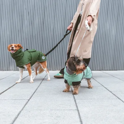Deux chiens en manteaux pour chien, l’un vert foncé et l’autre vert clair, tenus en laisse par une personne en manteau beige, debout sur un trottoir urbain.