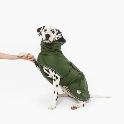 Dalmatien portant un manteau pour chien vert avec capuche, assis et donnant la patte à une personne. Manteau en tissu imperméable, fermeture visible sur le côté.