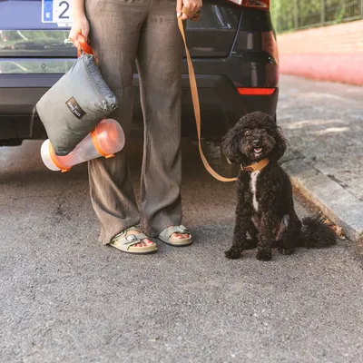 Person mit tragbarer Tasche und Futterbehälter, neben einem angeleinten schwarzen Hund vor einem Auto.