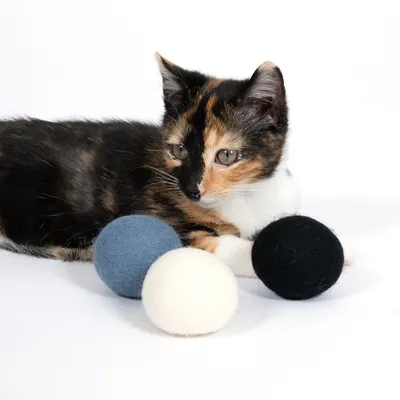 Chat tricolore allongé à côté de trois balles en feutre bleu, blanc et noir sur fond blanc. Les matériaux visibles sont du feutre.