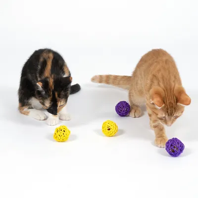 Dos gatos juegan con pelotas de juego amarillas y violetas hechas de material trenzado.