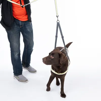 Cane marrone con pettorina riflettente e guinzaglio elastico, condotto da una persona con jeans e maglietta rossa.