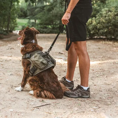 Hund mit olivgrünem Geschirr und Taschen, angeleint von einer Person in Outdoor-Kleidung. Geeignet für Spaziergänge oder Wanderungen.