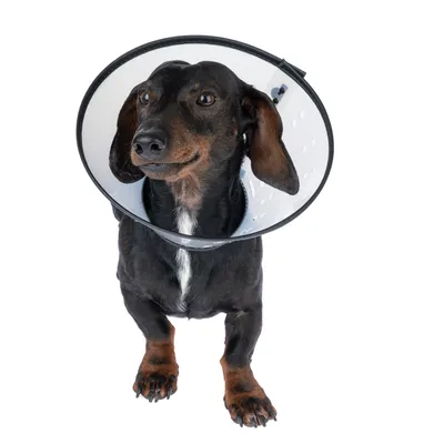 Chien de petite taille portant une collerette vétérinaire en plastique transparent avec bord noir, vu de face sur fond blanc.