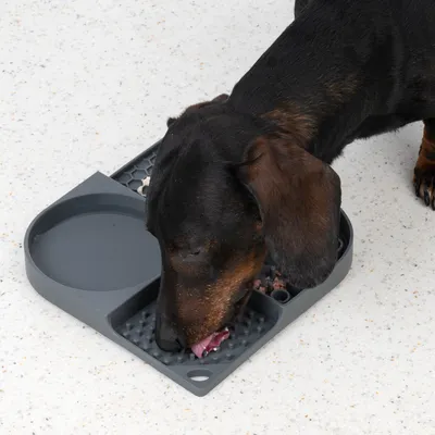 Chien mangeant dans une gamelle grise en plastique à compartiments, posée au sol. Un compartiment pour l’eau et un autre avec surface texturée pour la nourriture sont visibles.