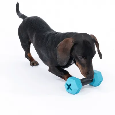 Gravhund leger med en blå håndvægt af plast, egnet som hundelegetøj.