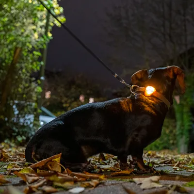 Hund med lysande halsband på natten, lämplig för bättre synlighet i mörker.