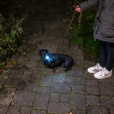 Hund mit leuchtendem Halsband bei Nacht auf einem Gehweg, geführt von einer Person an der Leine.