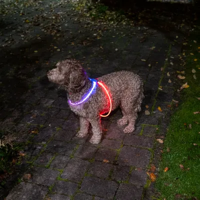 Hund med lysende halsbånd og sele i blå og rød for bedre synlighed i mørke.