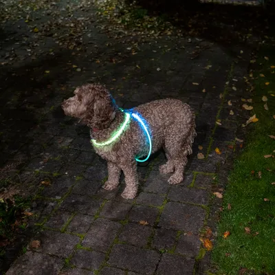 Hund med lysende halsbånd og sele i grøn og blå for bedre synlighed i mørke.