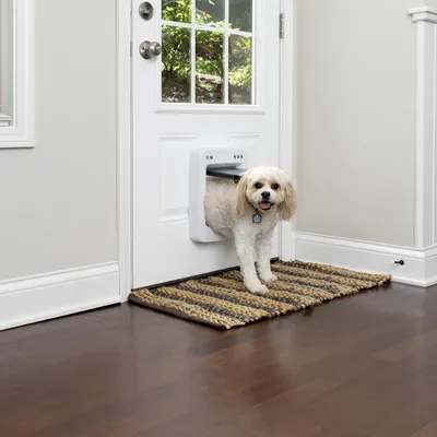 Pies przechodzi przez elektroniczne drzwiczki dla zwierząt w drzwiach. Drzwiczki z czujnikami i białą ramą, odpowiednie do drzwi wewnętrznych i zewnętrznych.