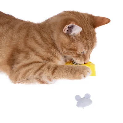 Rote Katze spielt mit gelbem Spielzeug in Käseform, daneben eine weisse Mausfigur aus Kunststoff.
