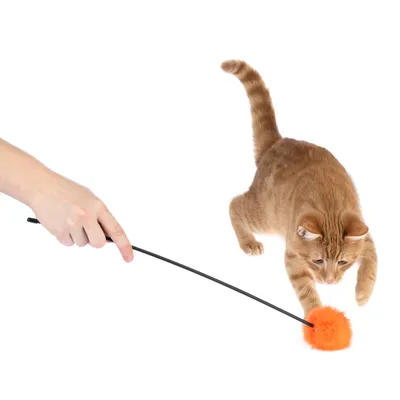Caña de juego con bola de peluche naranja, gato jugando con ella. Demostración del uso del juguete.