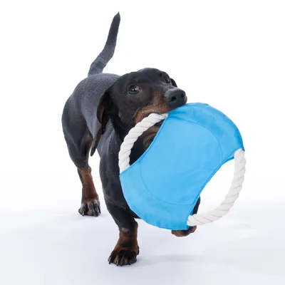 Kutya kék szövetből és kötélből készült játékkal játszik.