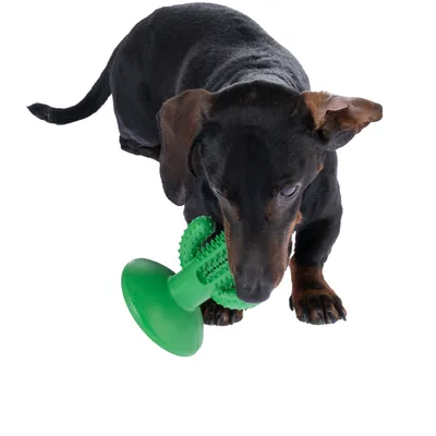 Hund leger med grønt legetøj med knopstruktur, egnet til tandpleje.