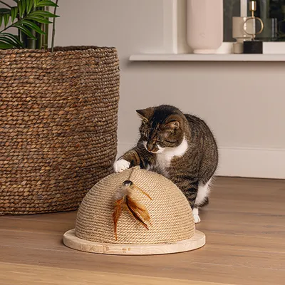 Cat playing with a dome-shaped sisal toy decorated with feathers. Suitable for interactive indoor play.