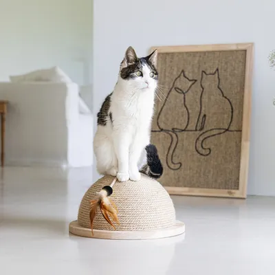 Cat toy made of rope material with feather pendant, with a cat sitting on it. Background shows an image with a cat motif.