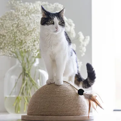 Media pelota rascadora Designed by Lotte Vivi de madera