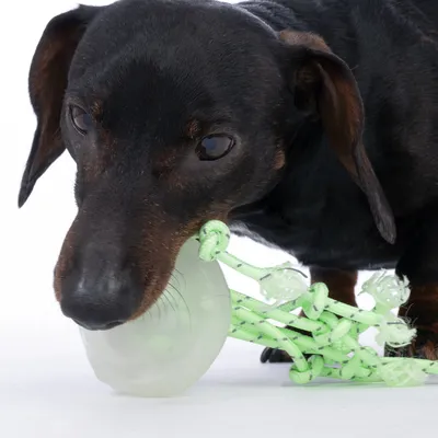 Hund leger med grønt legetøj af reb og plast.