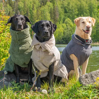Kolmella koiralla on vihreät, beiget ja harmaat koiratakit, istuvat ulkona järven edessä, taustalla metsä.