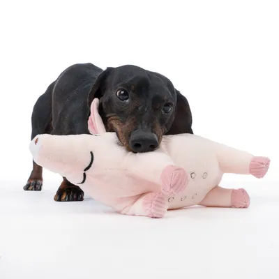 Hund leger med lyserødt plysdyr i form af en gris. Legetøjet har broderede øjne og næse samt prikkede detaljer på siden.