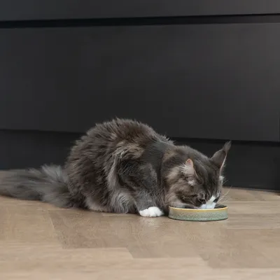Langhaarige Katze frisst aus einem flachen Napf auf einem Holzboden.
