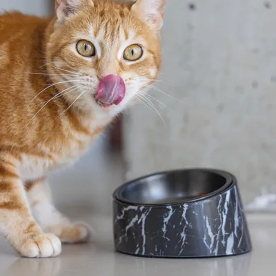 Schwarzer Futternapf mit Marmor-Design, neben einer Katze, die sich die Lippen leckt.