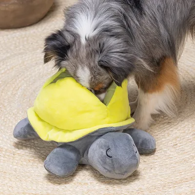 Dog playing with a plush toy shaped like a turtle with a yellow shell, suitable for interactive play.