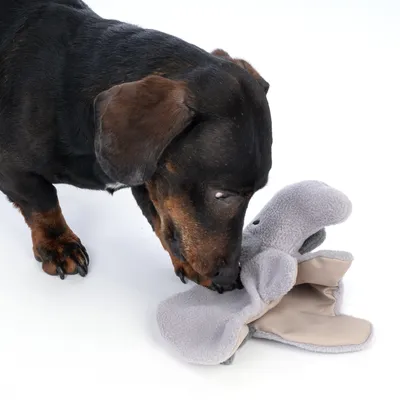 Dachshund playing with a grey plush toy in the shape of an elephant.